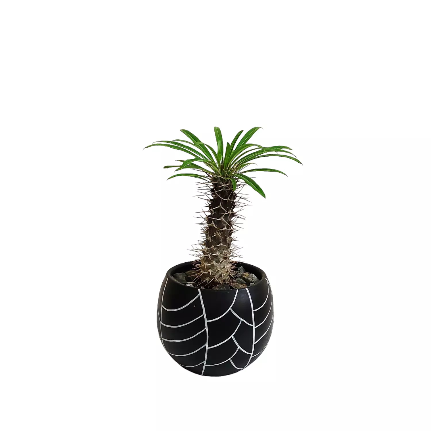 Madagascar palm hover image