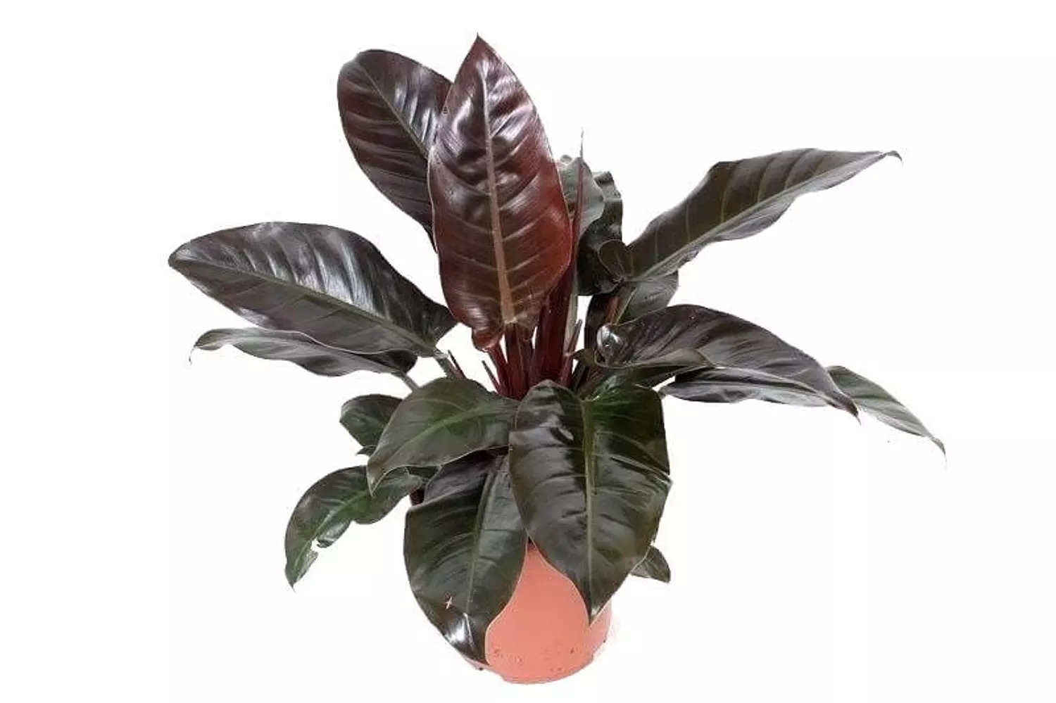 Imperial Red (Philodendron)   1