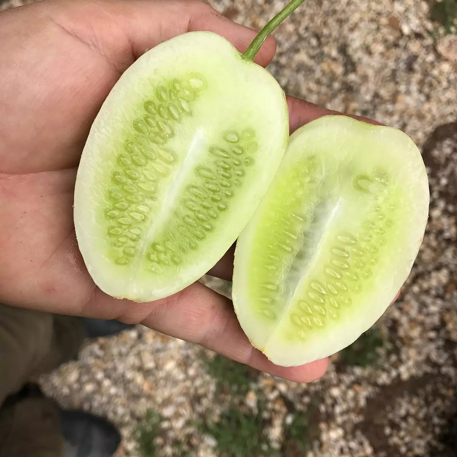 White Cucumber seeds hover image