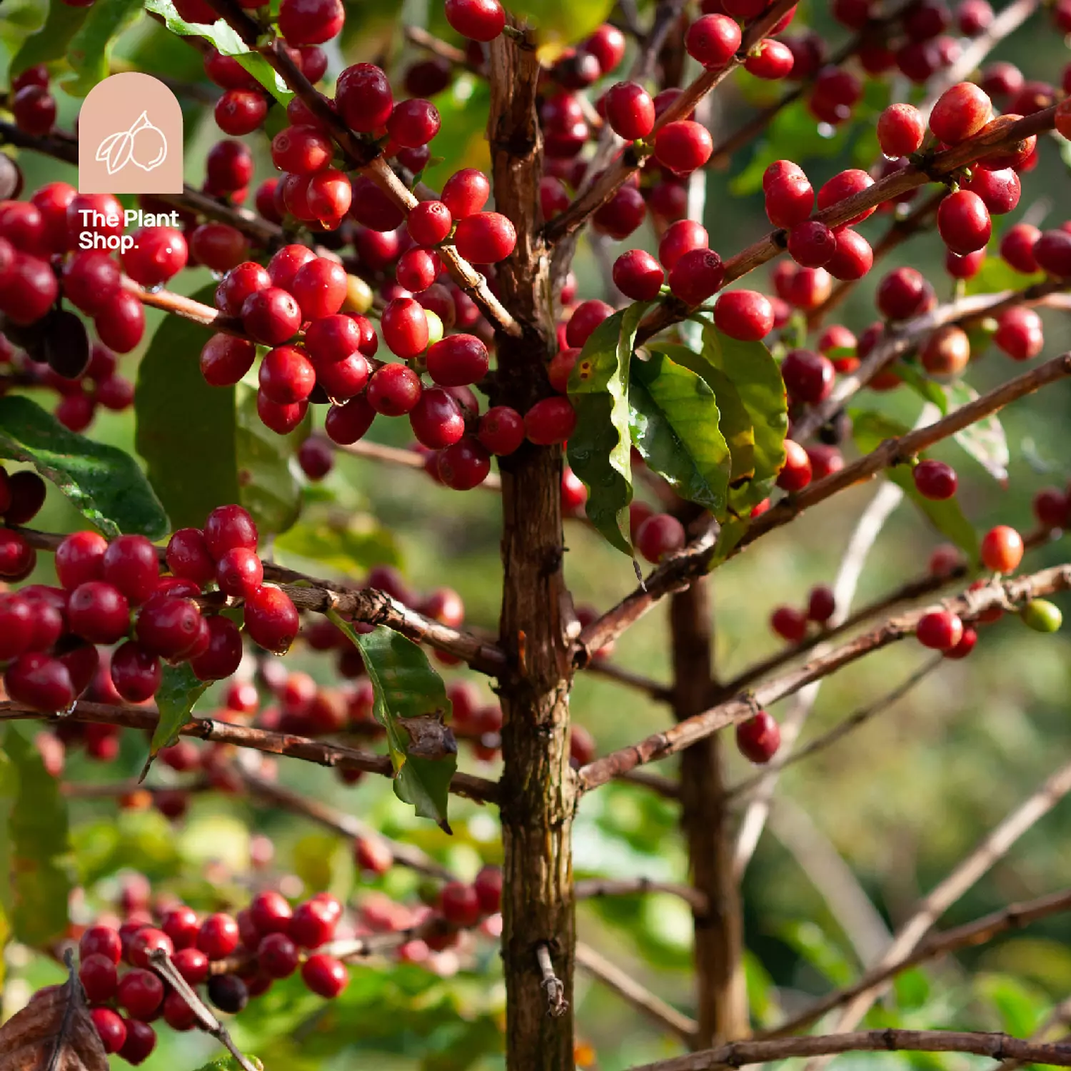 Coffee Tree hover image