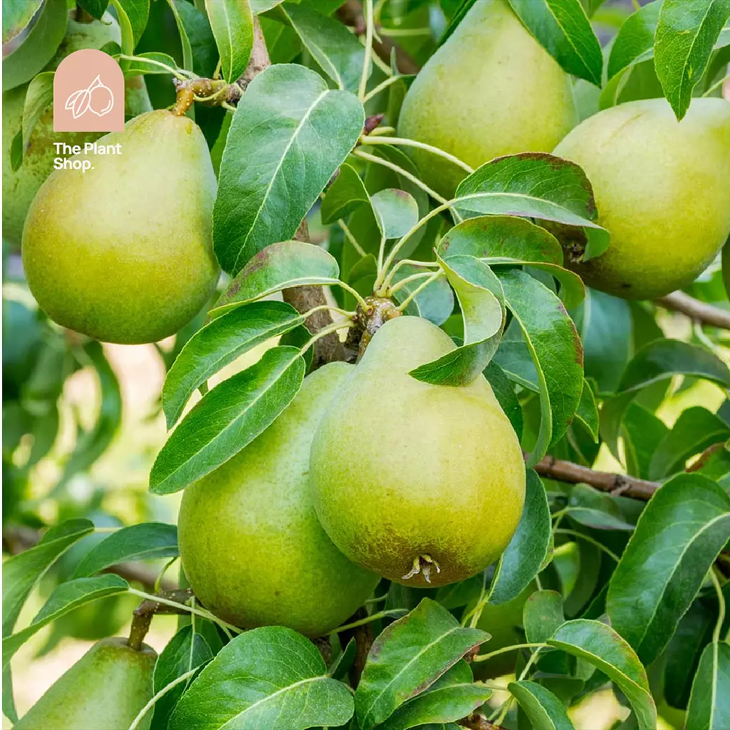 Pear Tree