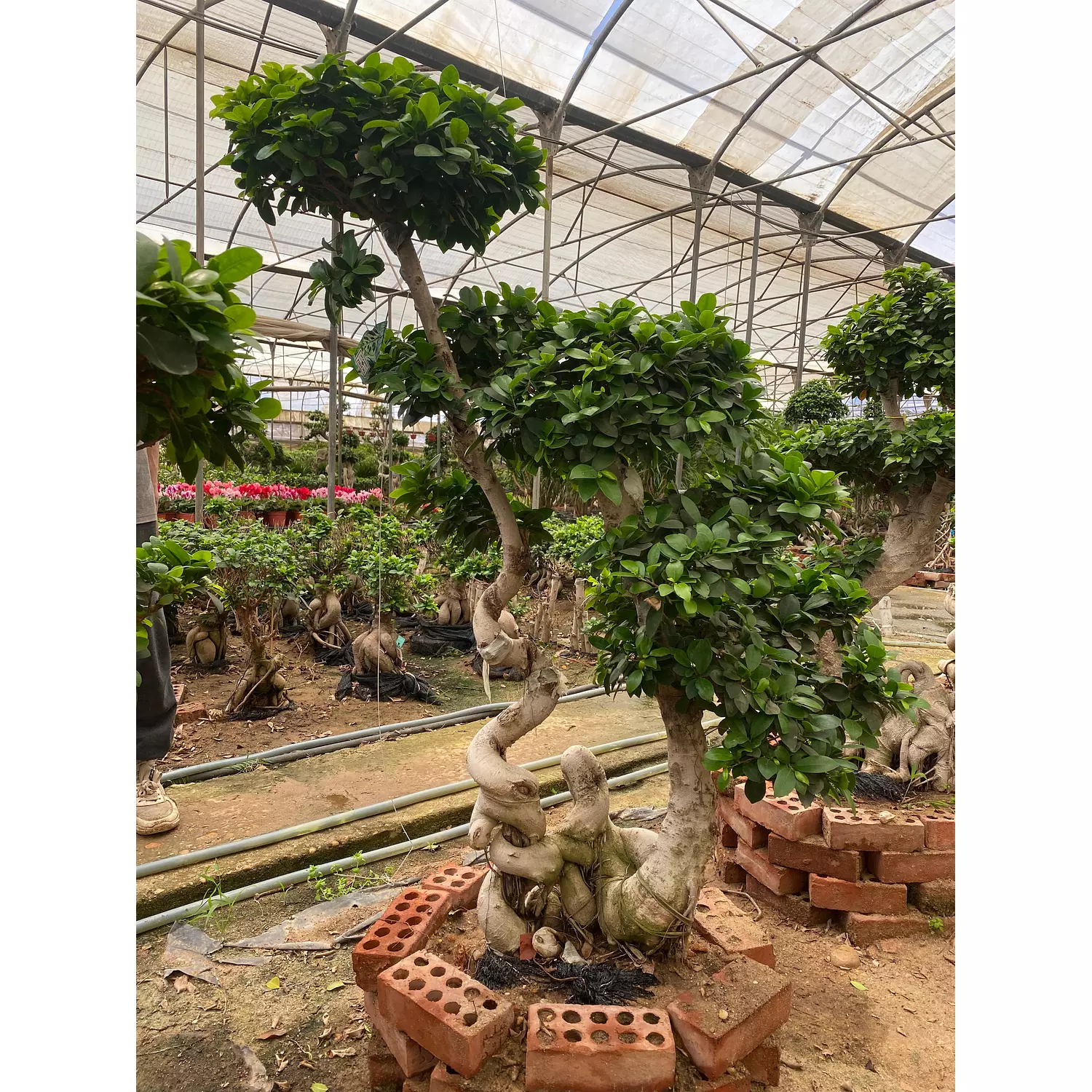 Full Size Bonsai Tree - Statuesque hover image