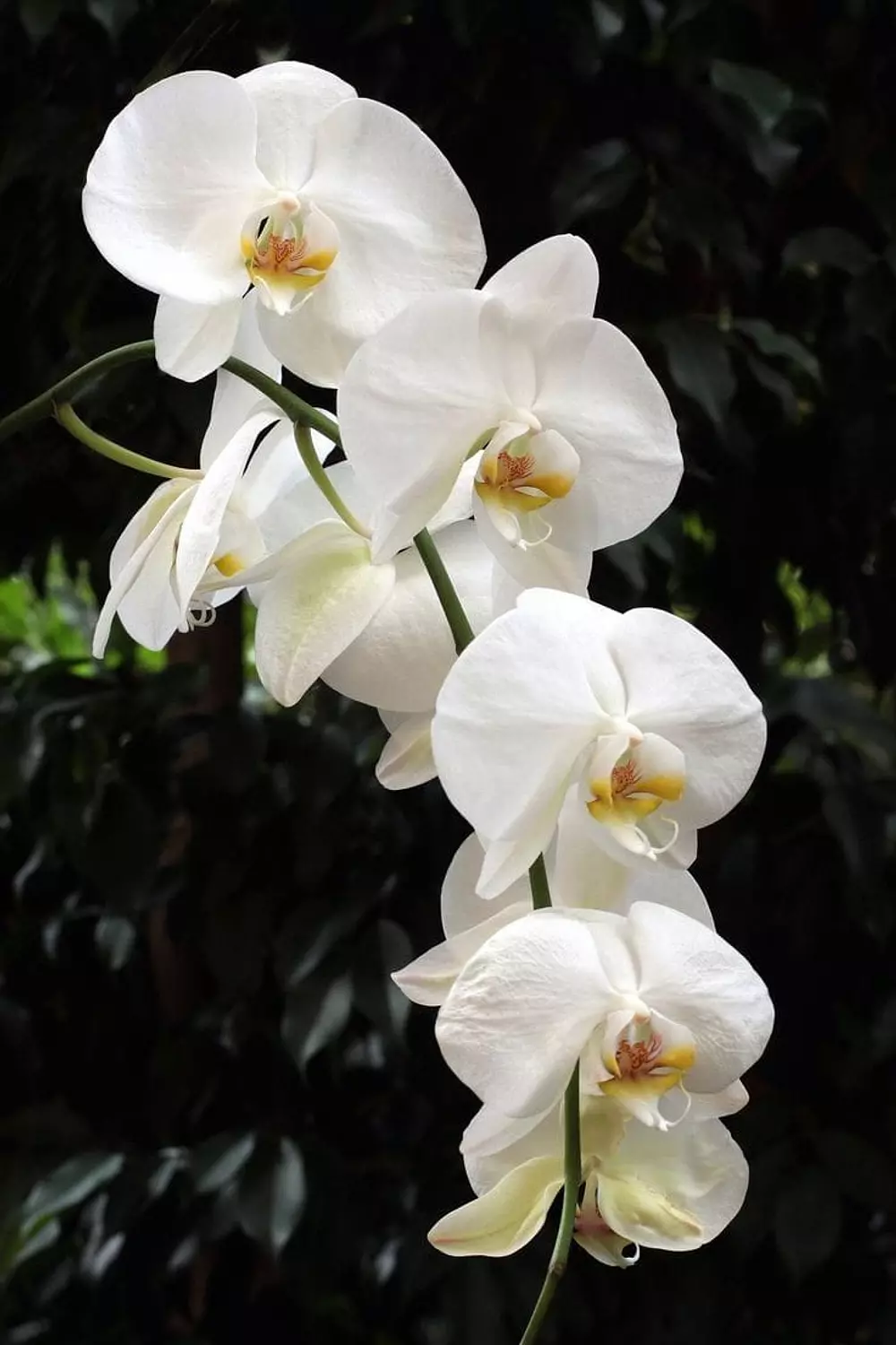banner image for Center flower