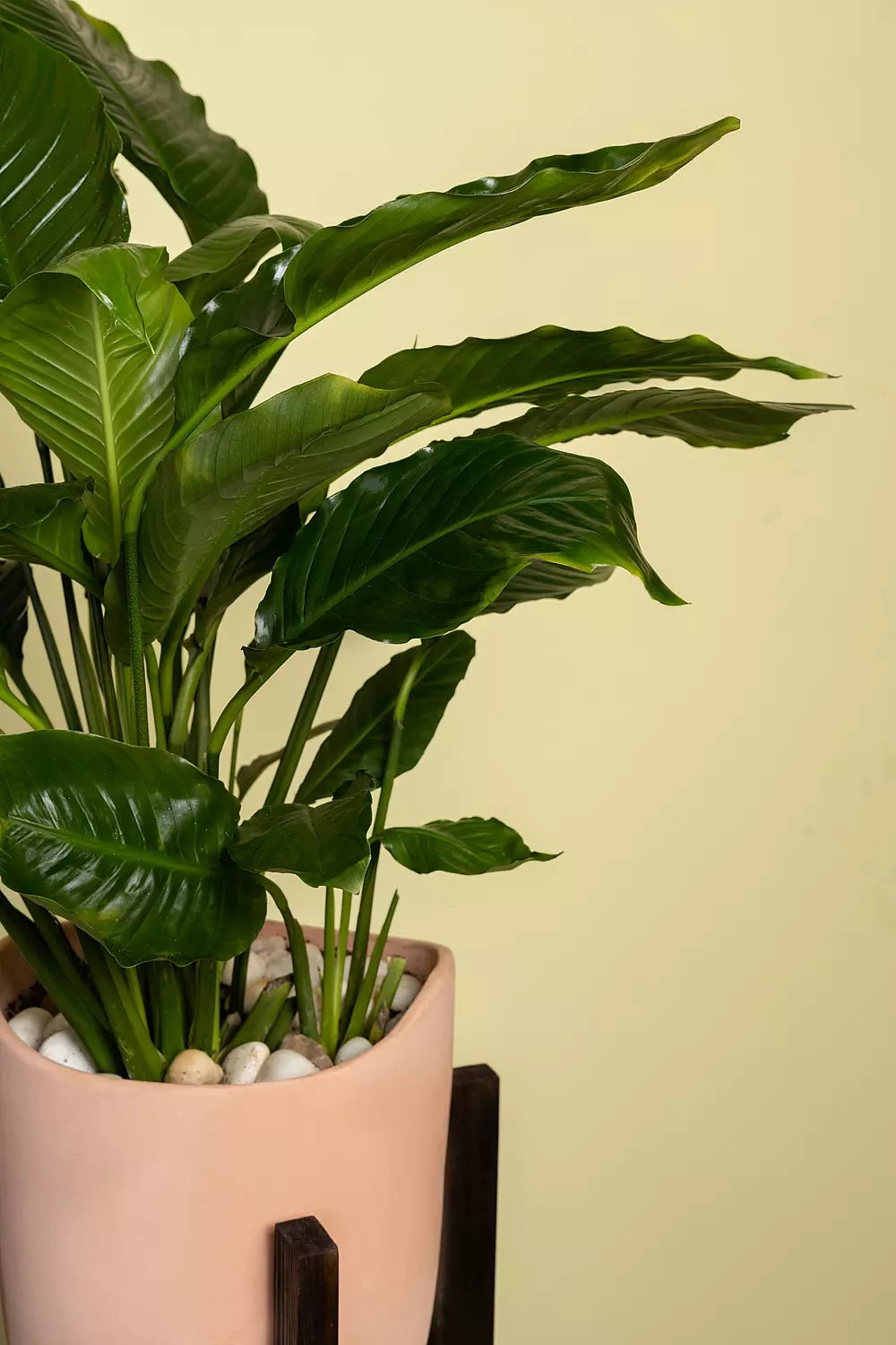 Peace Lily Plant-2nd-img