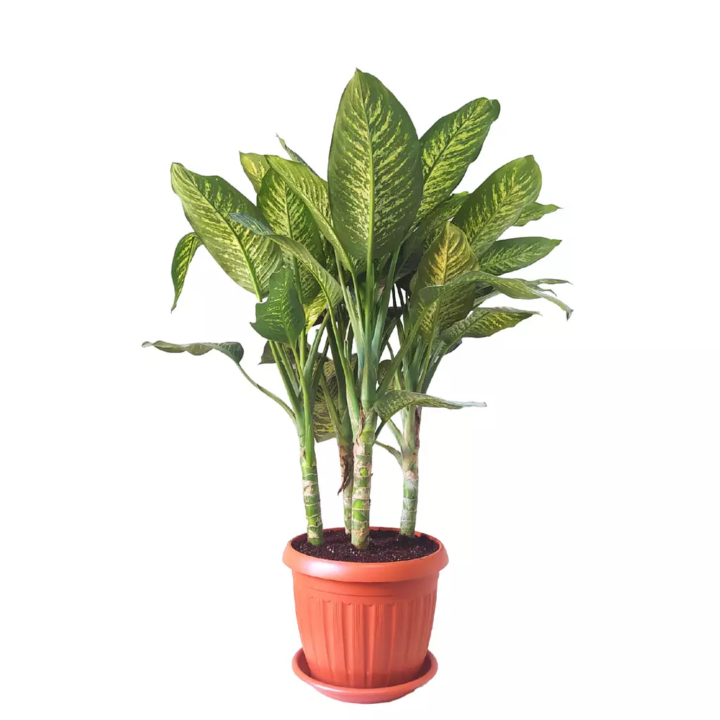 Dieffenbachia