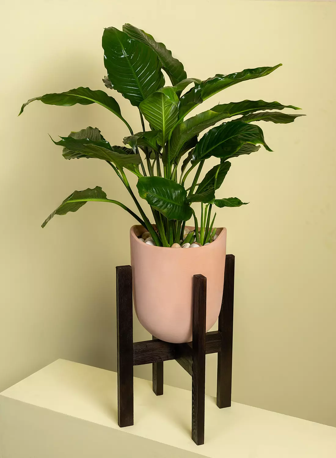Peace Lily Plant hover image