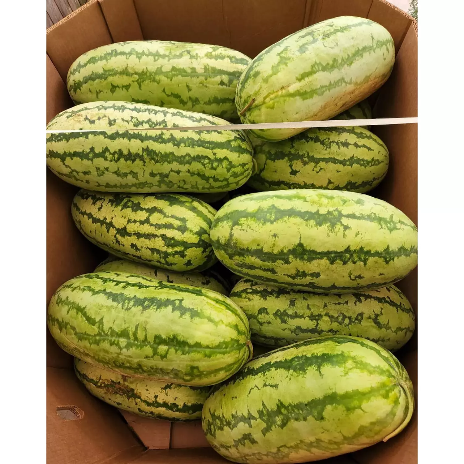 Jubilee Watermelon seeds 1