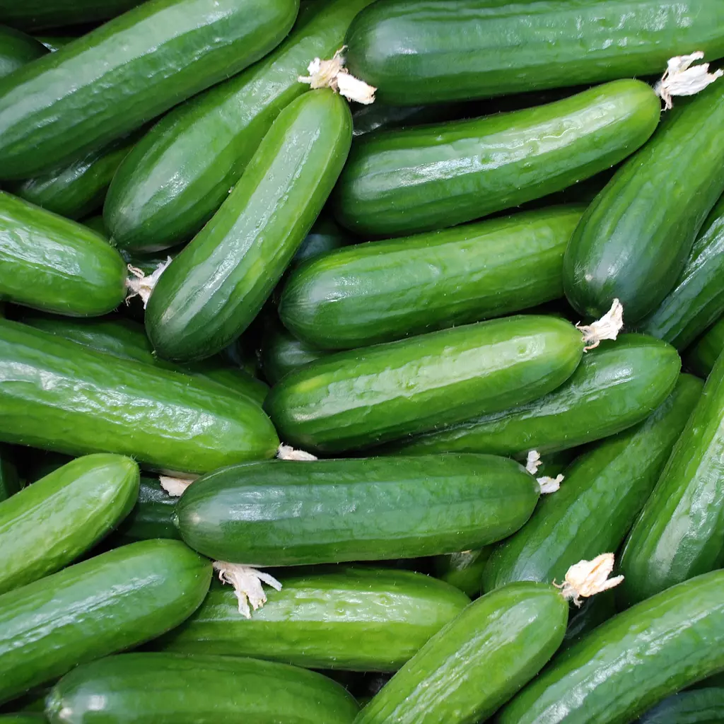 Cucumber