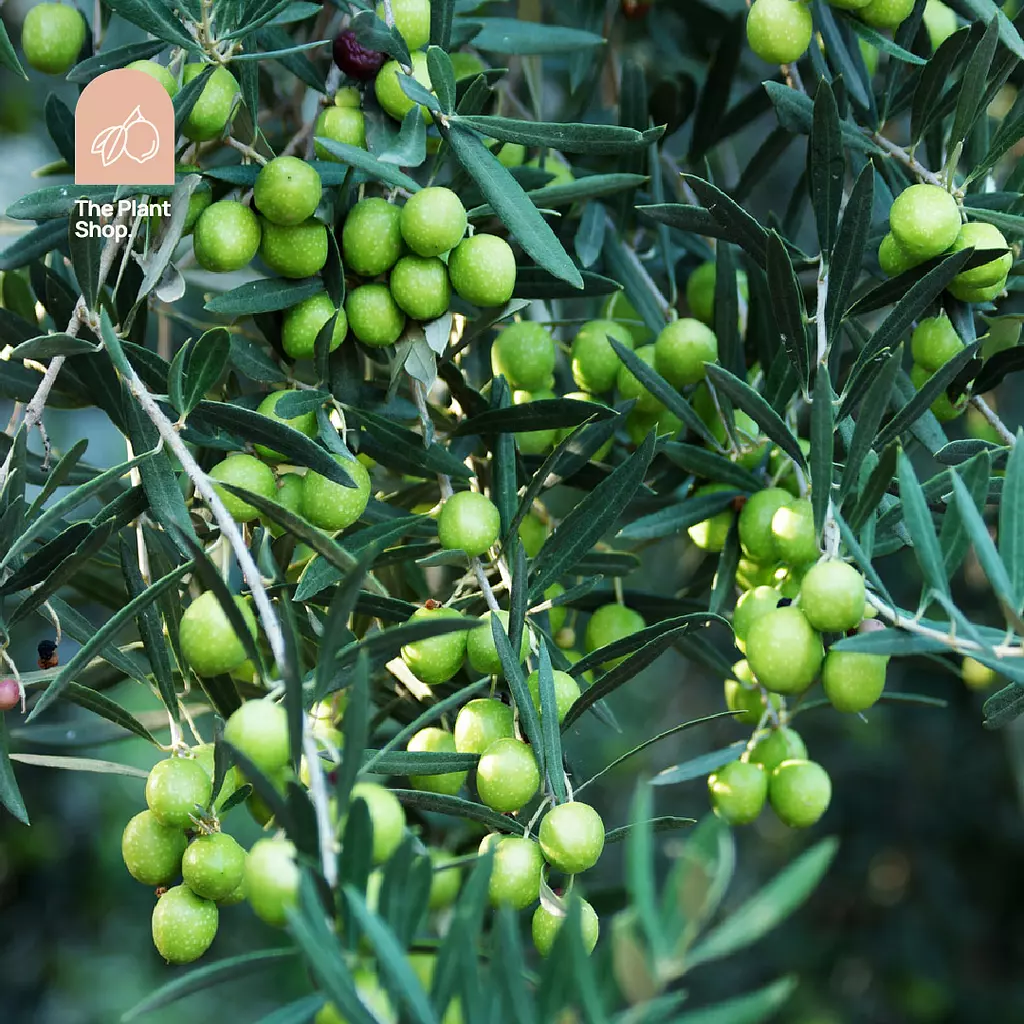 Olives Tree