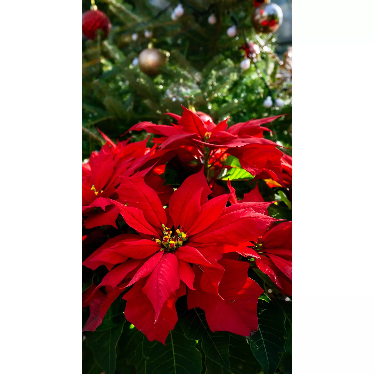 Poinsettia hover image