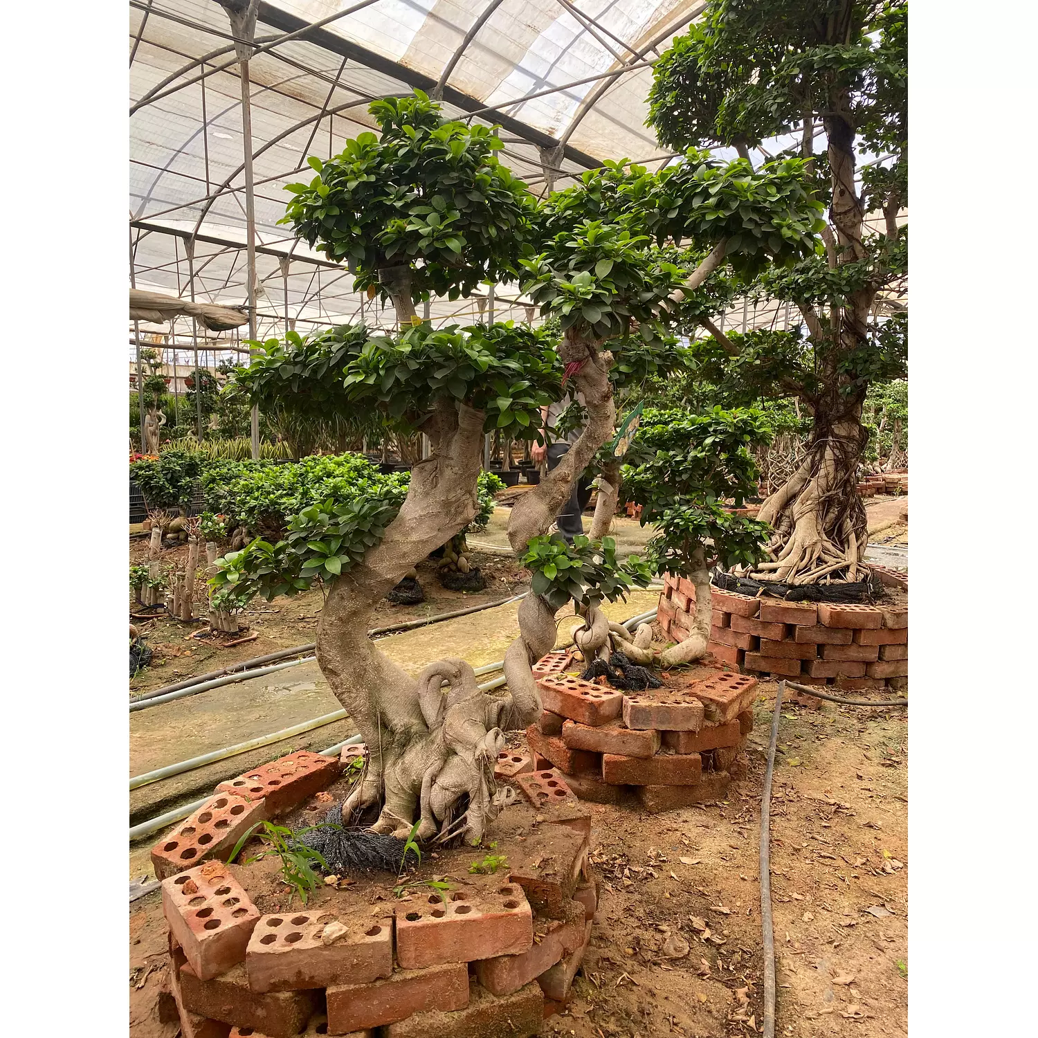 Full Size Bonsai Tree - Sweet Dancer hover image