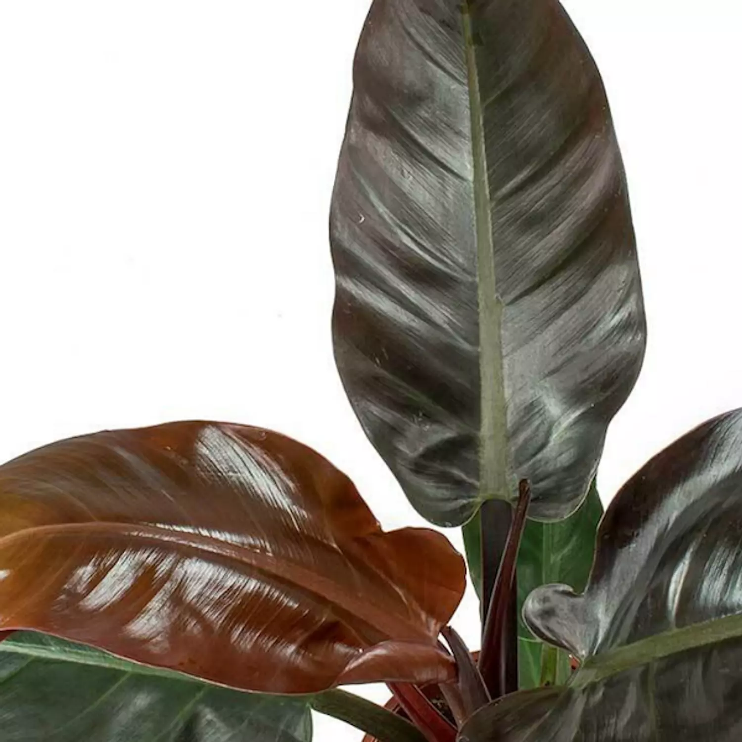 Imperial Red (Philodendron)   3
