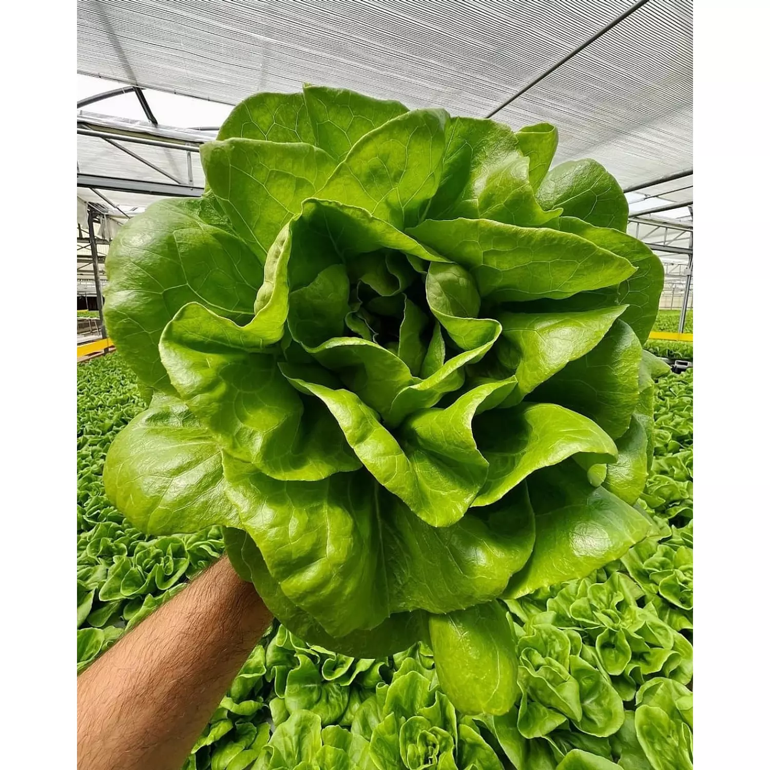 Butterhead Lettuce seeds hover image