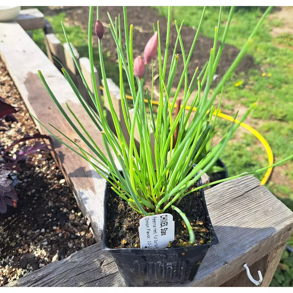 Chives seeds