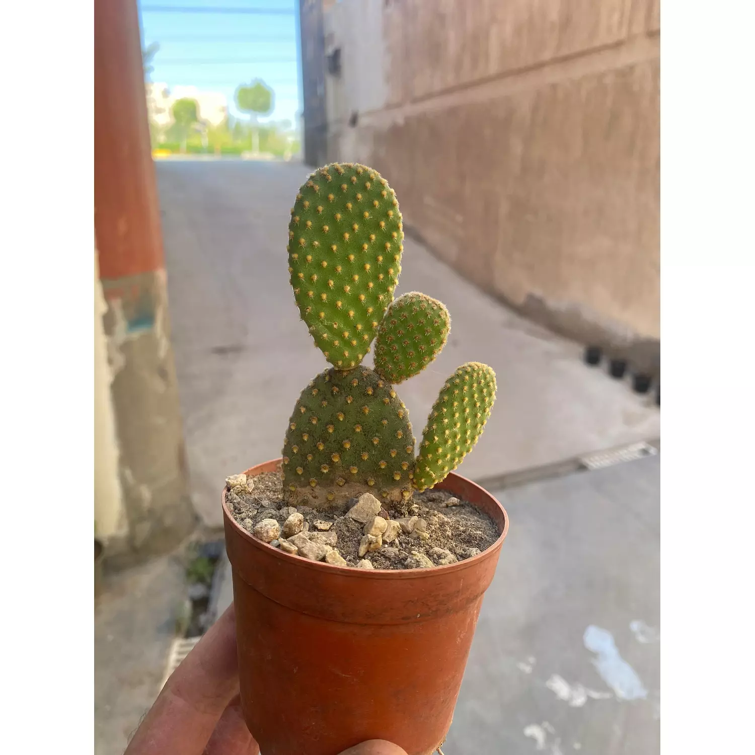 Bunny Ear Cactus hover image