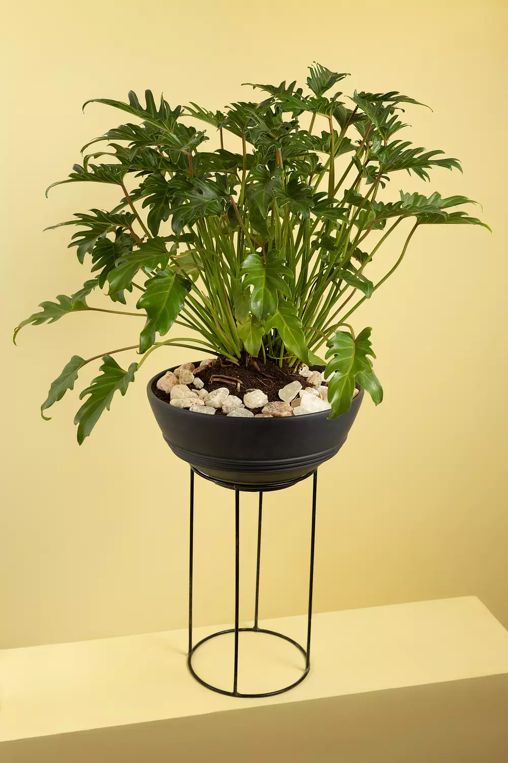 Selloum Potted Plant hover image