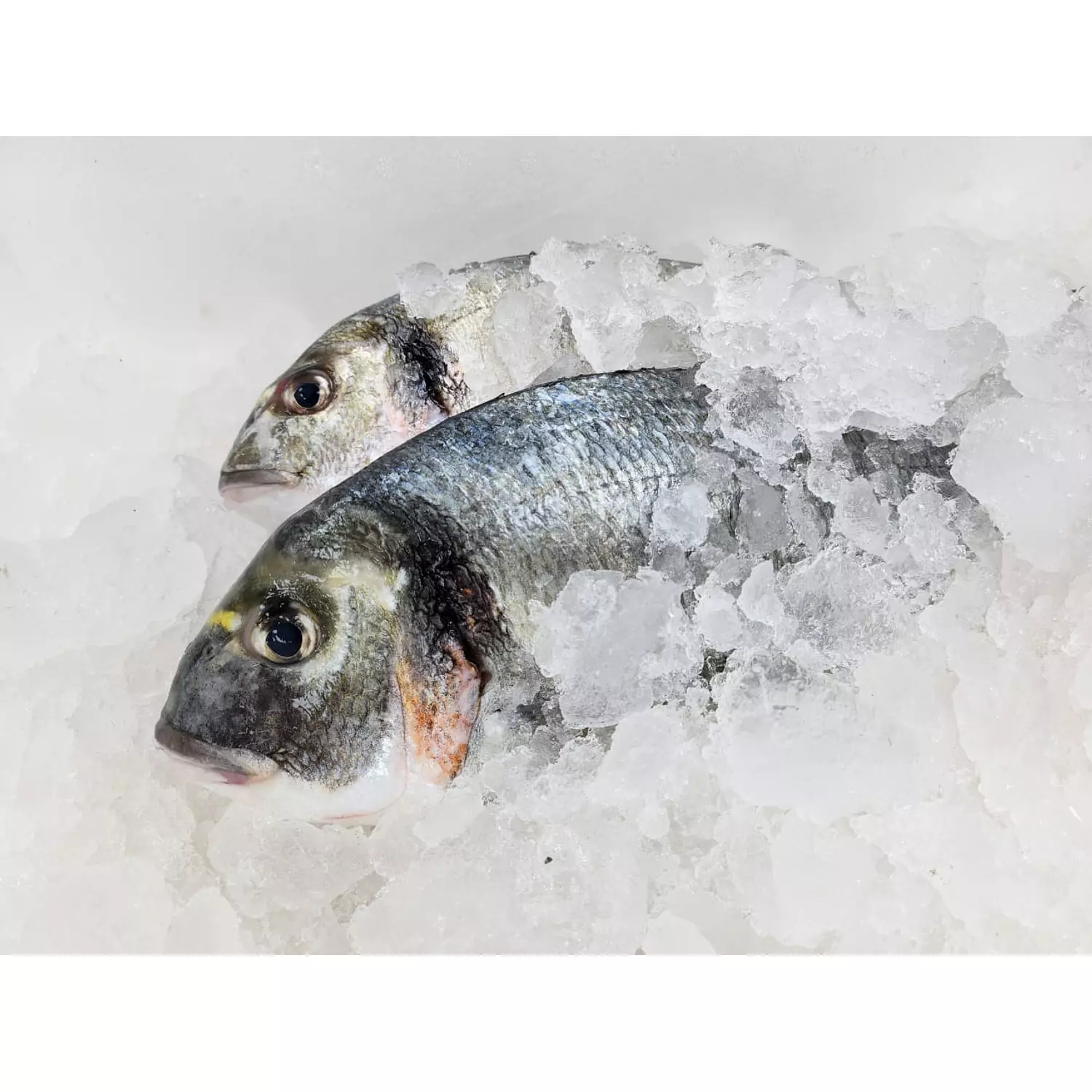 Seabream hover image