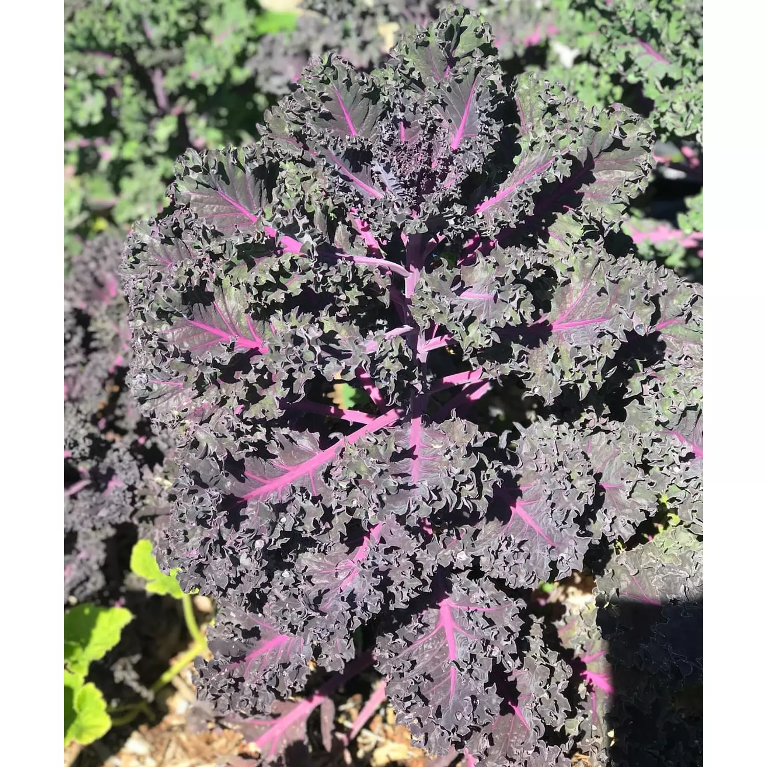 Curly Kale seeds hover image