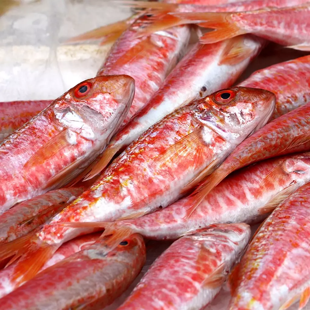 Red Mullet