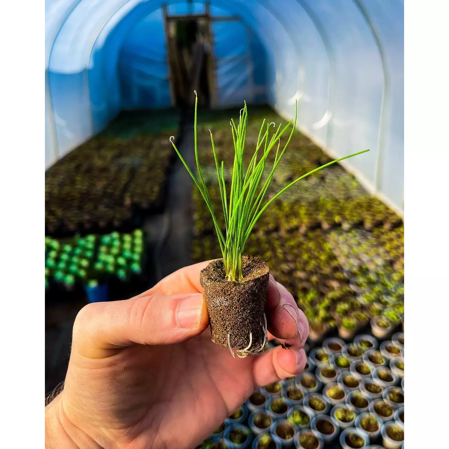 Chives seeds 1