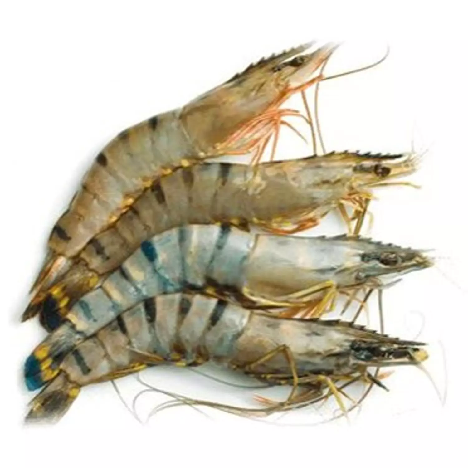 Tiger Shrimp Jumpo hover image