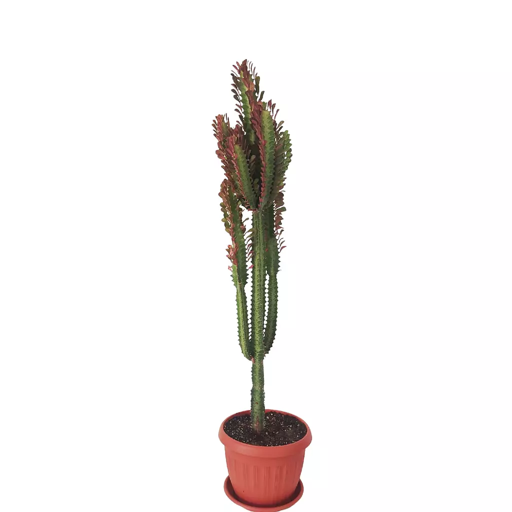 Euphorbia Trigona