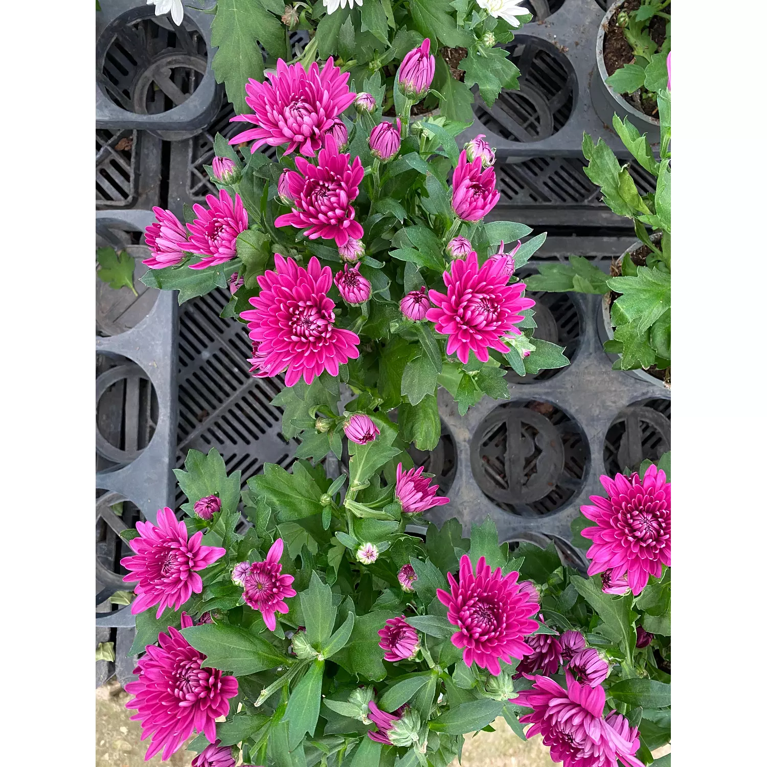 Chrysanthemum Flowering Plant 5