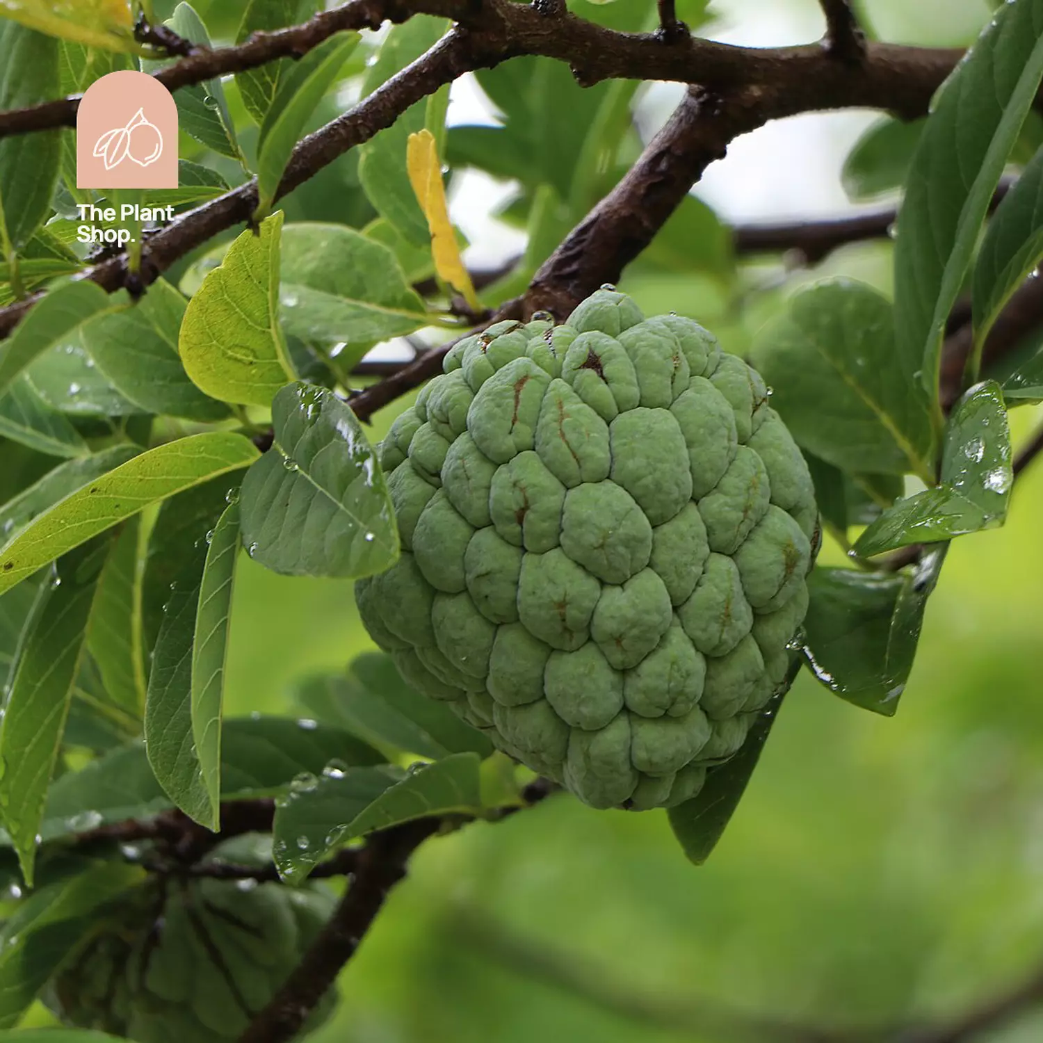 Eshta Tree hover image