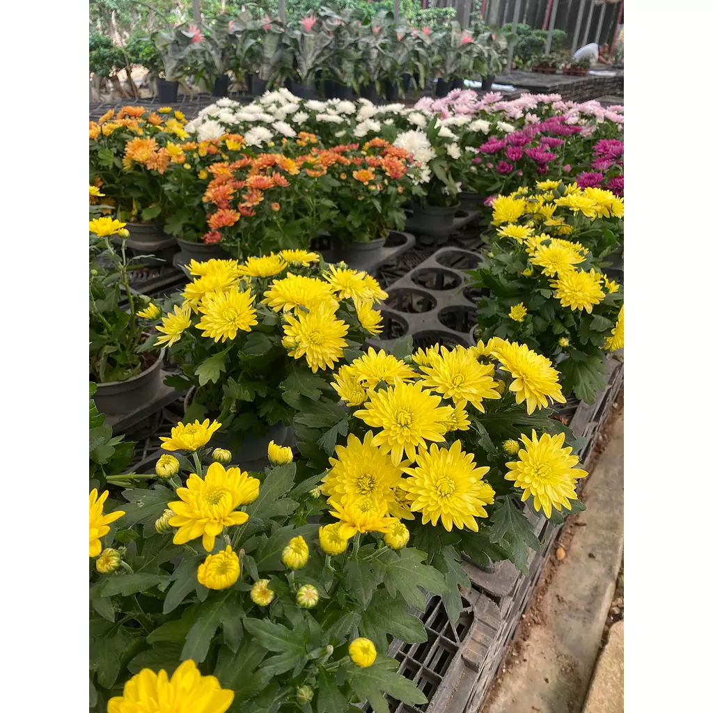 Chrysanthemum Flowering Plant