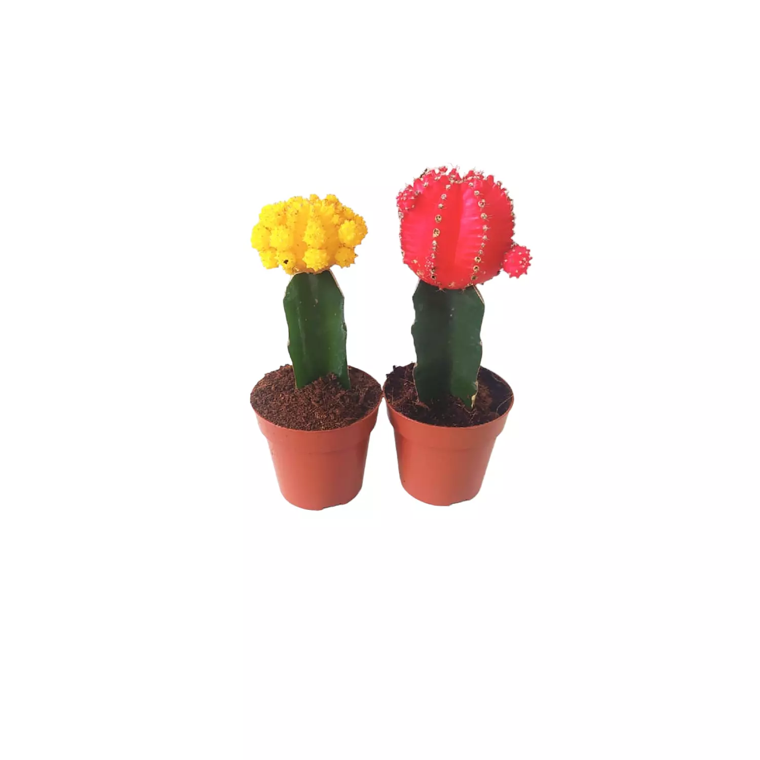 Yellow & Red Moon cactus 5