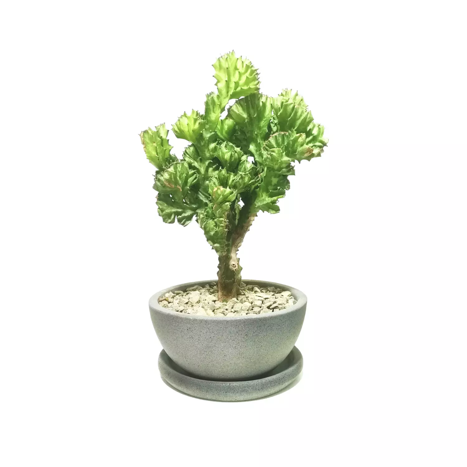 Euphorbia Lactea 0