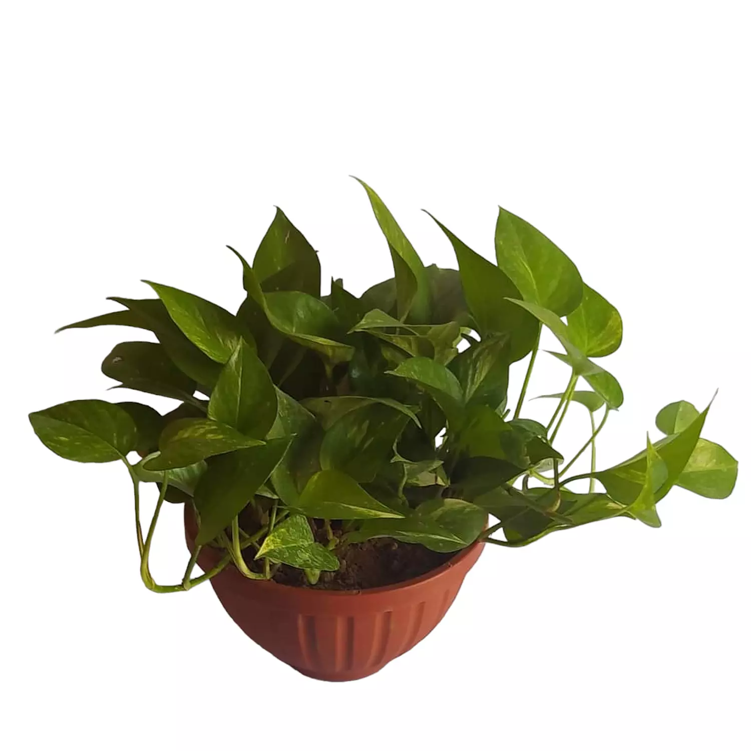 Pothos hover image