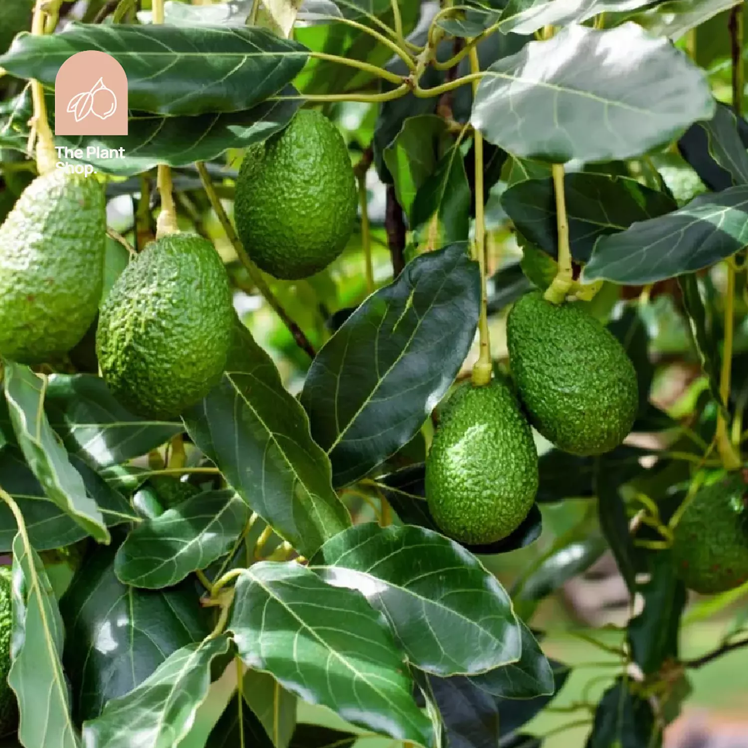 Avocado Tree hover image