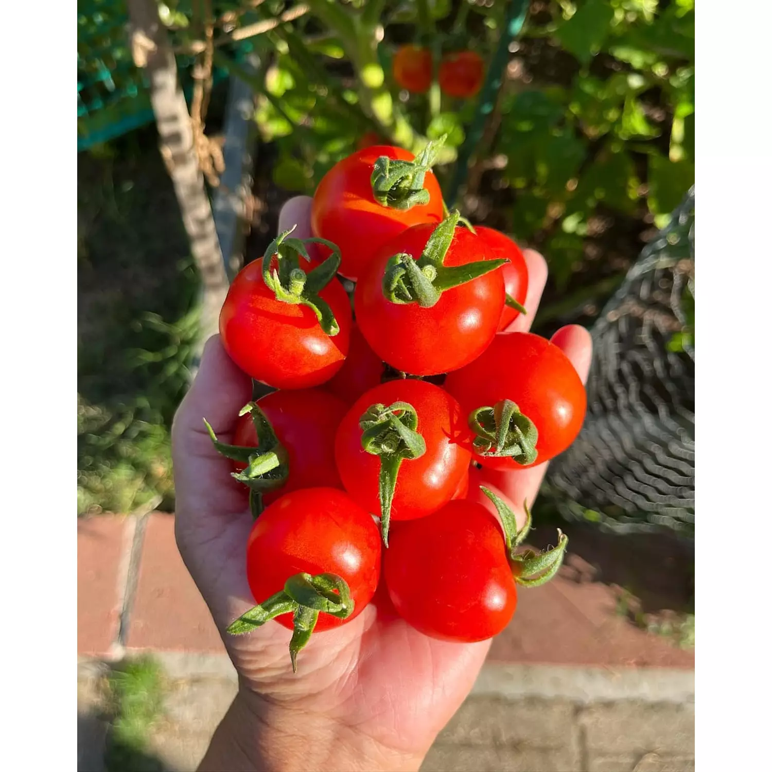 Red Cherry Tomato seeds hover image