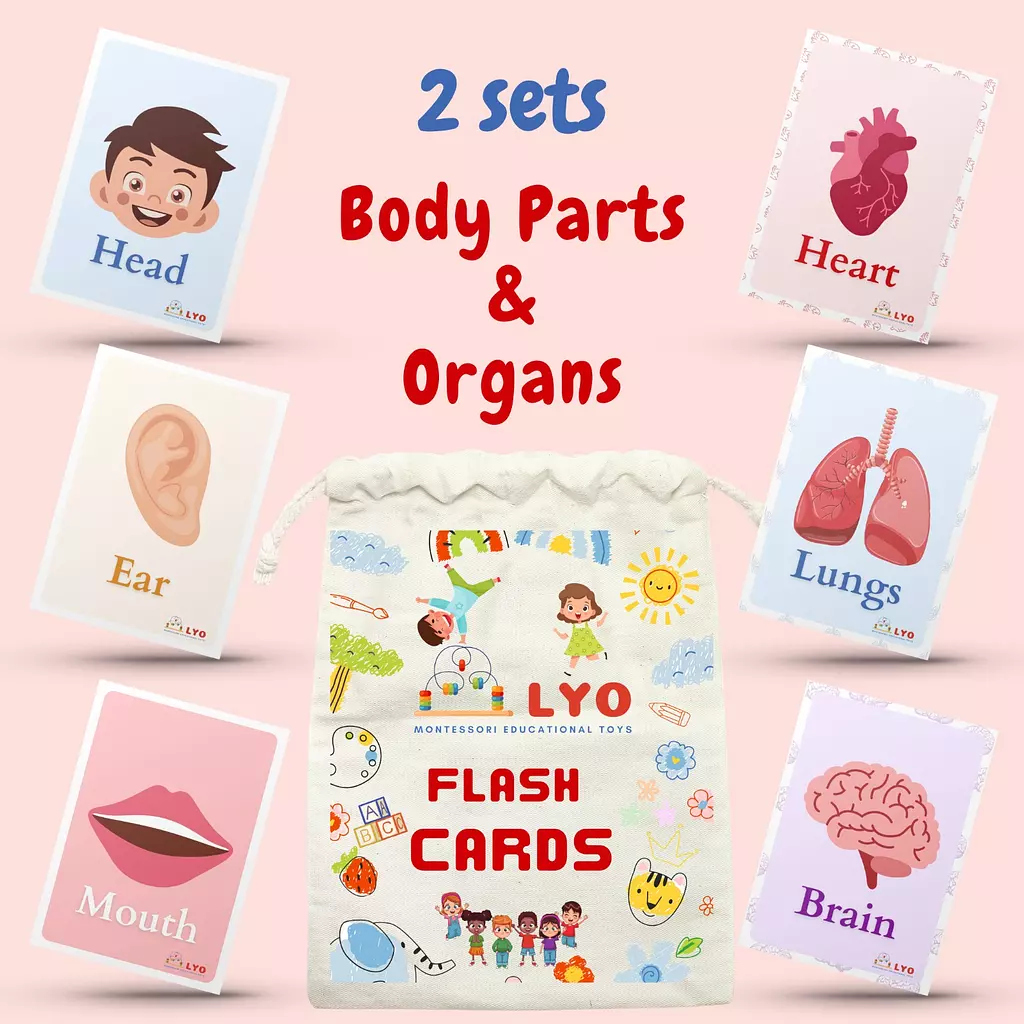 LYO Flash Cards (Body Parts-Organs)