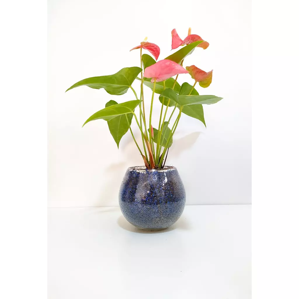 <p><strong><span style="color: rgb(235, 133, 119)">Anthurium</span></strong></p>