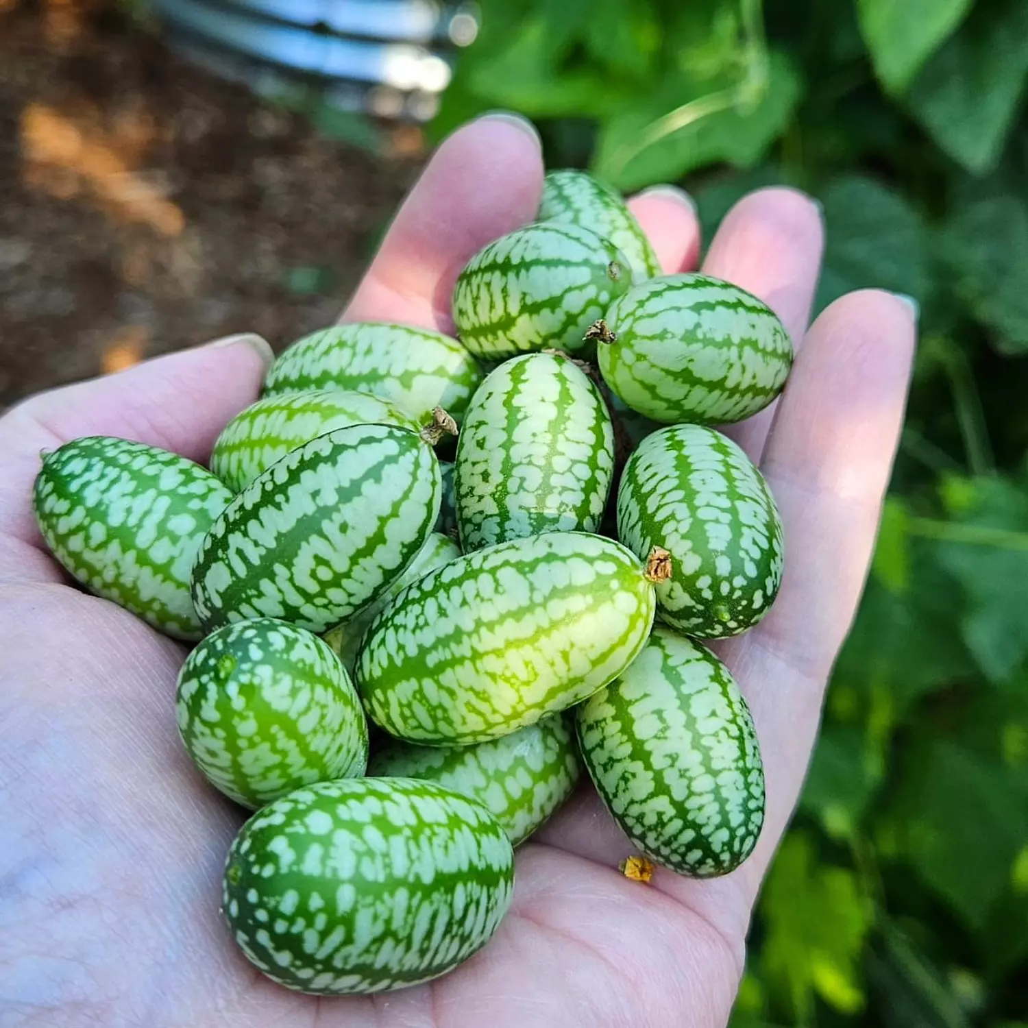 Mexican/Colombian Cucumber seeds 1