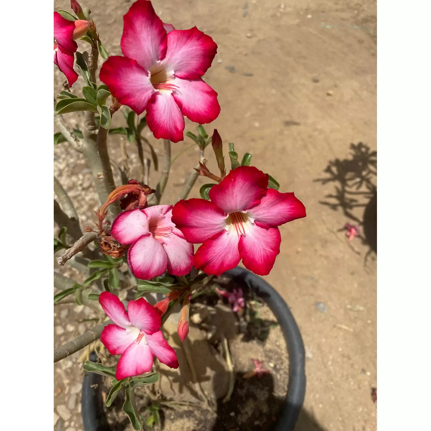 Flowery Bonsai 3