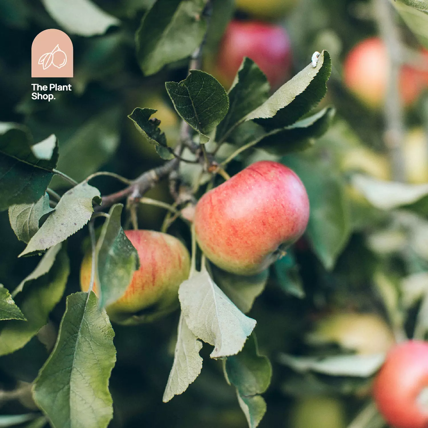 Apple Tree hover image