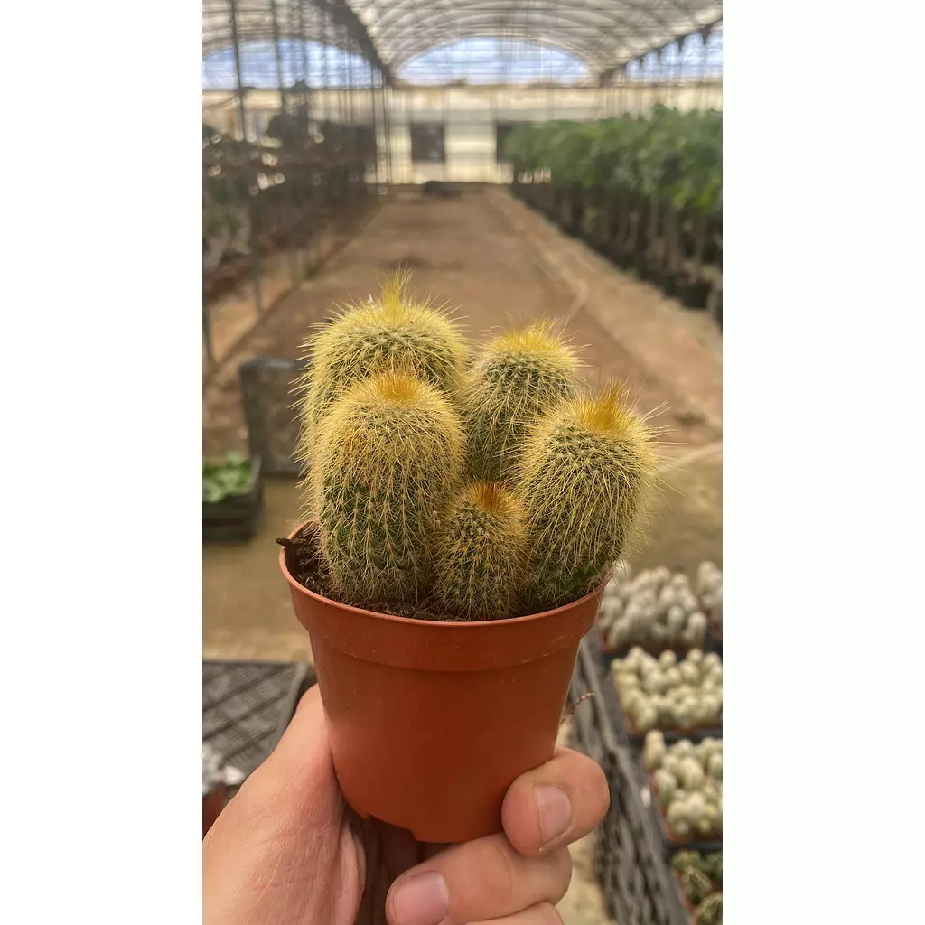 Parodia Cactus