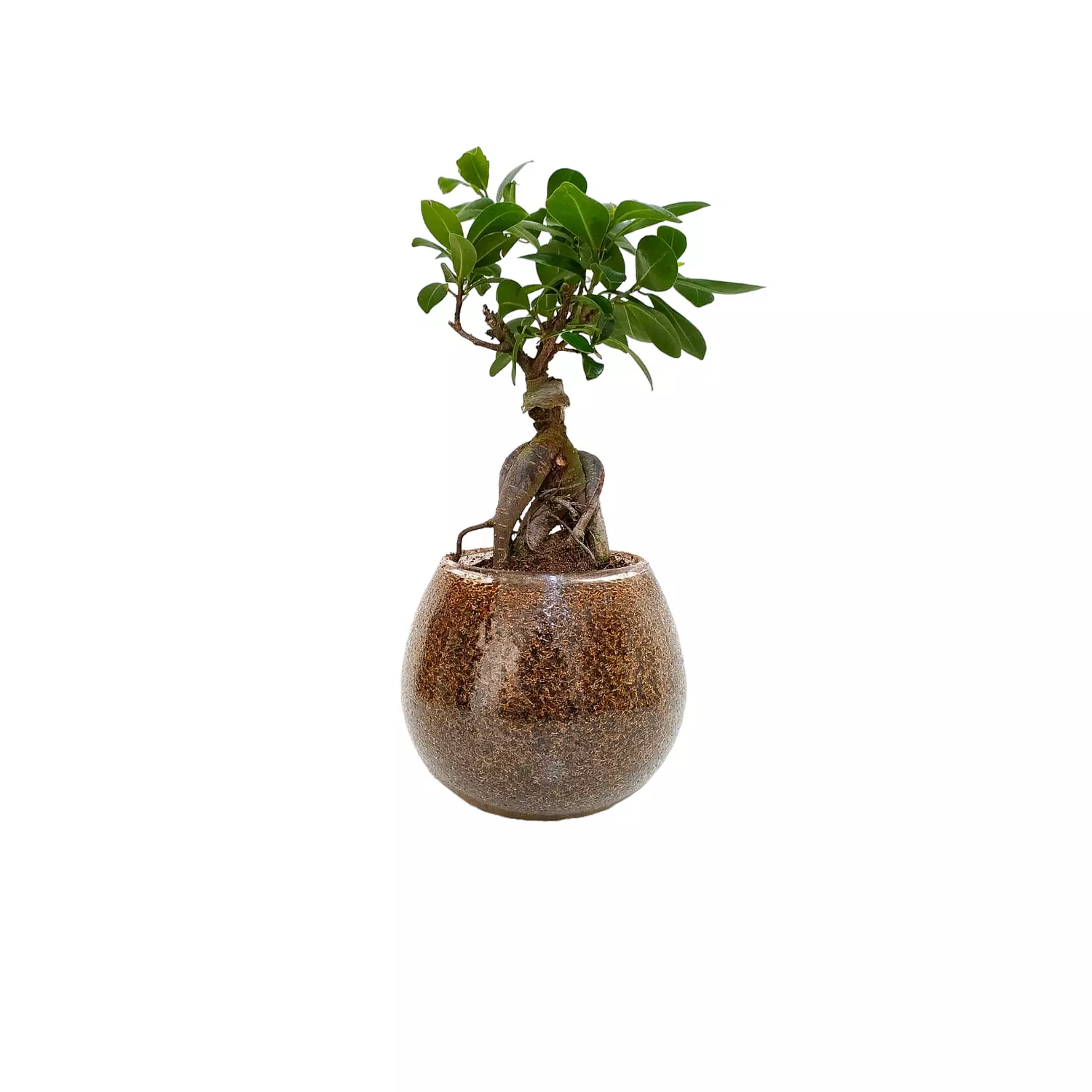 Bonsai Plant hover image