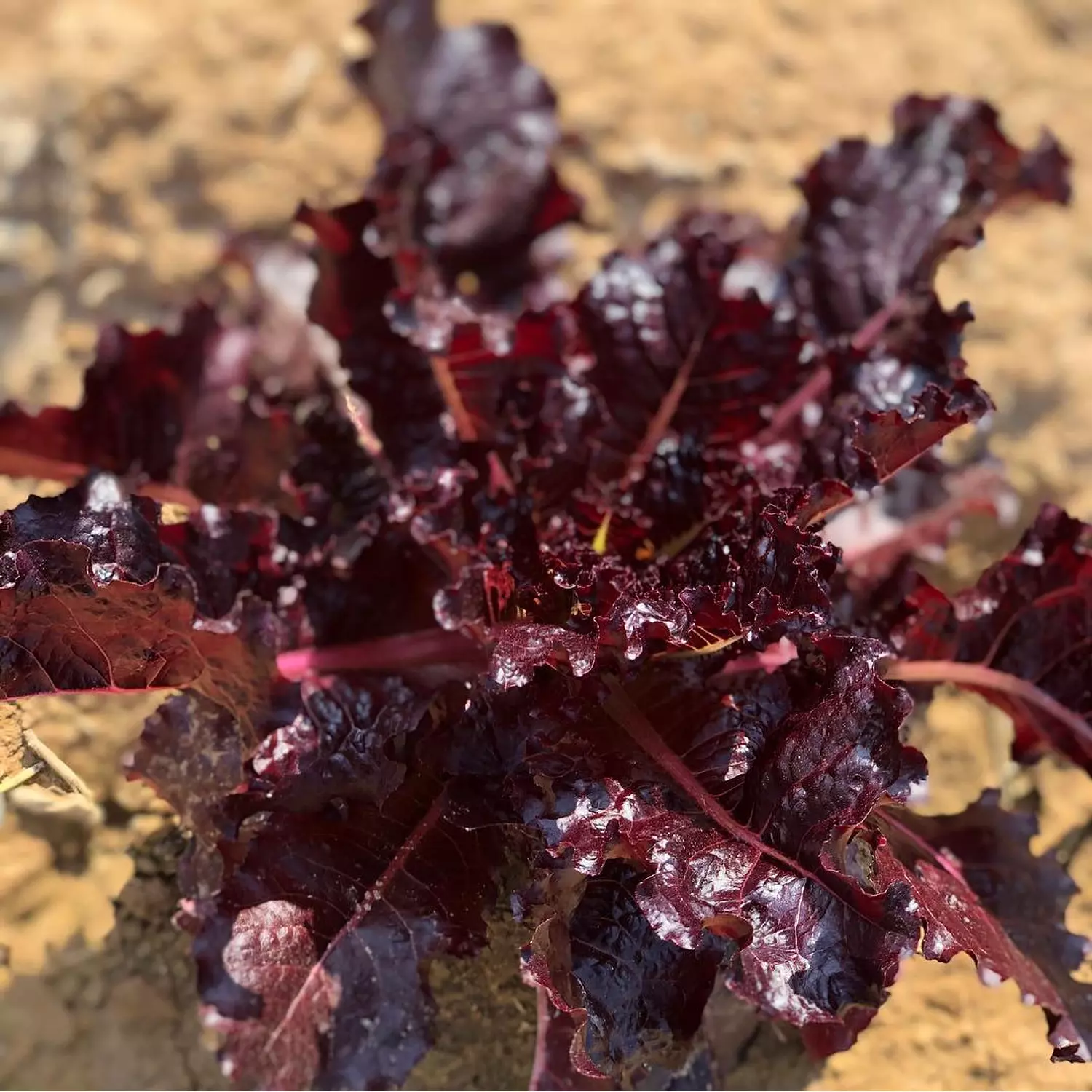 Apache Lettuce seeds 0