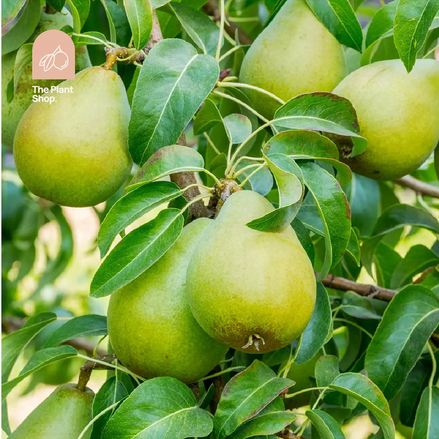 Pear Tree hover image