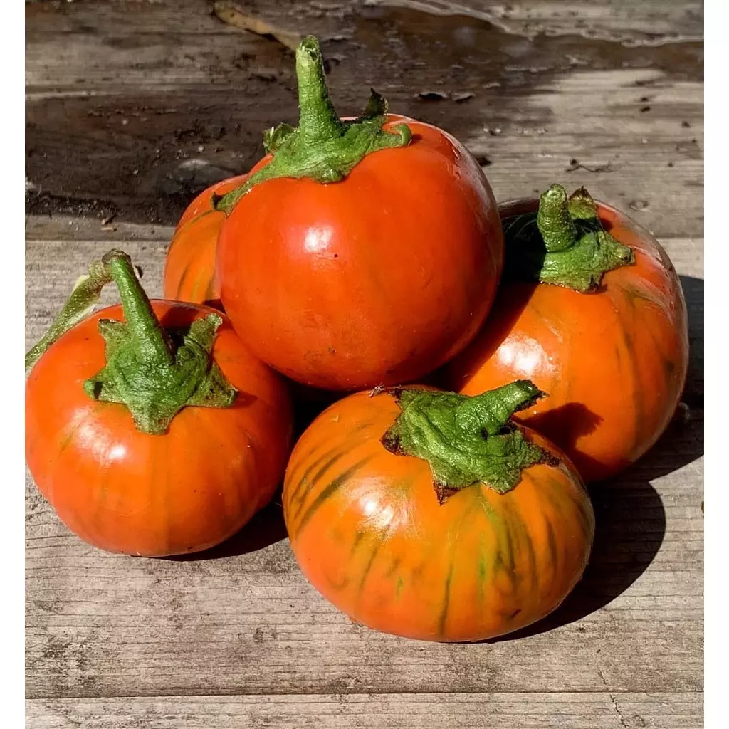 Turkish Eggplant seeds